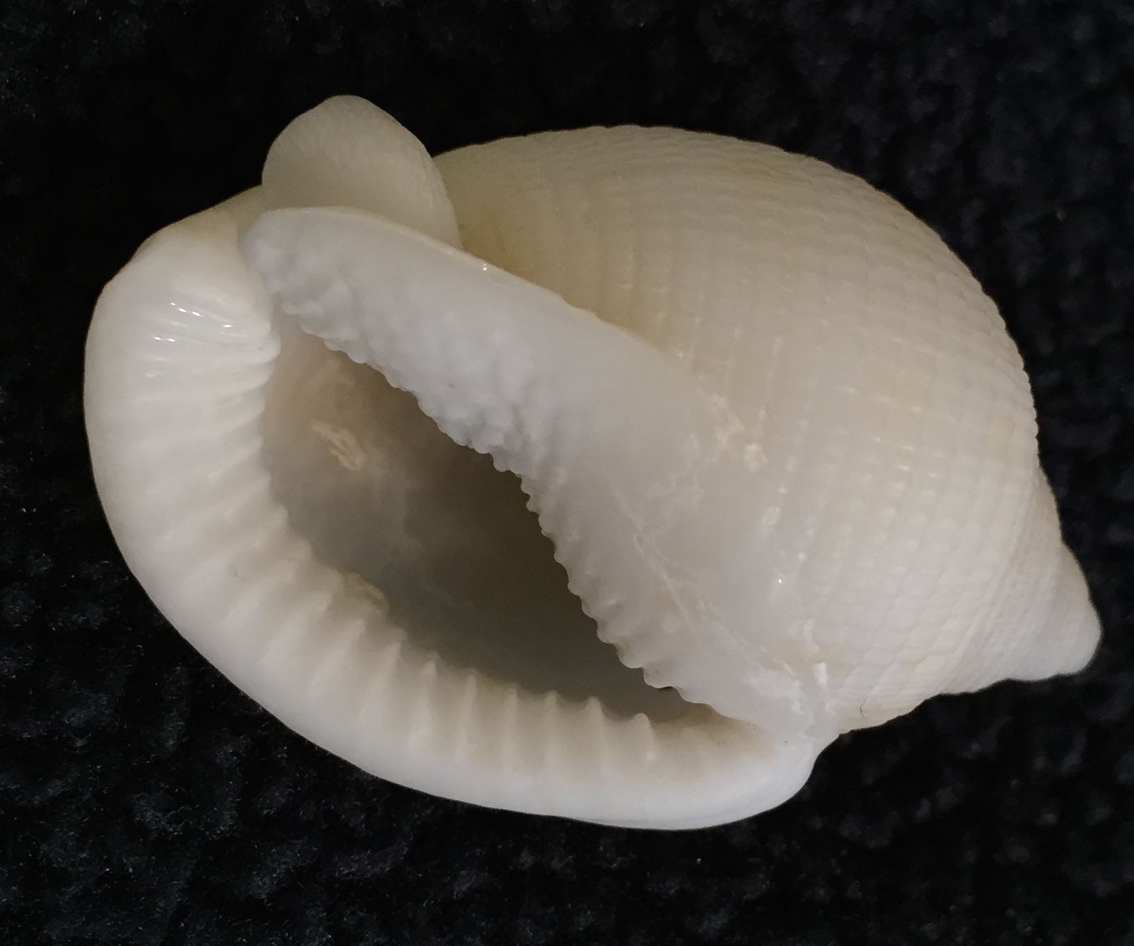 Albino Bonnet Seashell, 2-27-15, Sanibel Island, SeaShell News & Shelling.