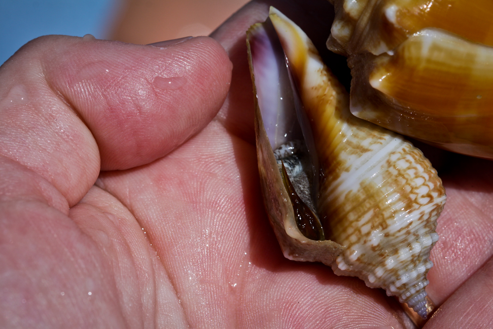 Seashell News, Cayo Costa Shelling, 3-2-15: Alphabet Cone By Jessica Lucia, Via Creative Commons.