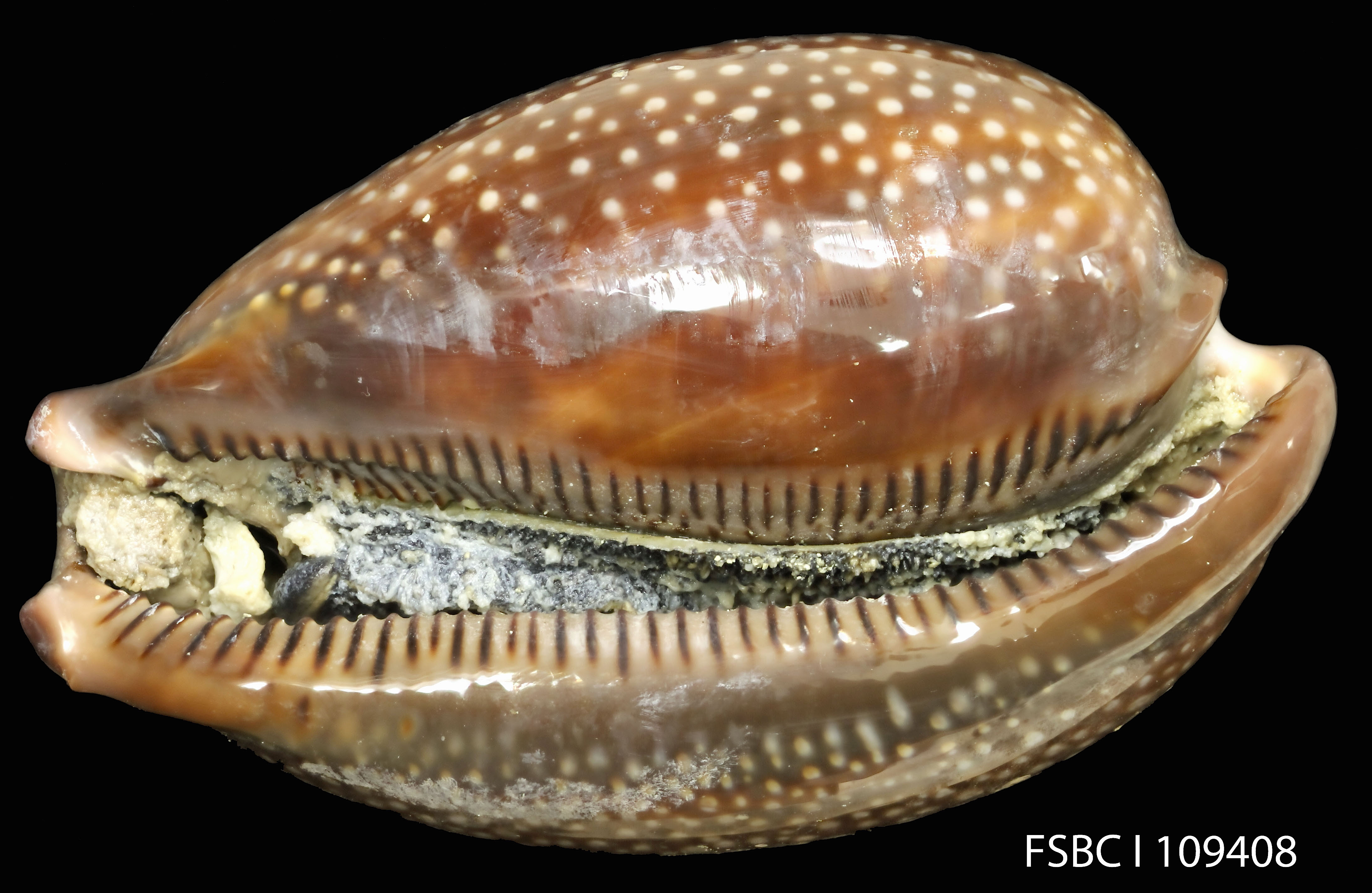 Atlantic Deer Cowry By FWC Fish and Wildlife Research Institute, Via Creative Commons.