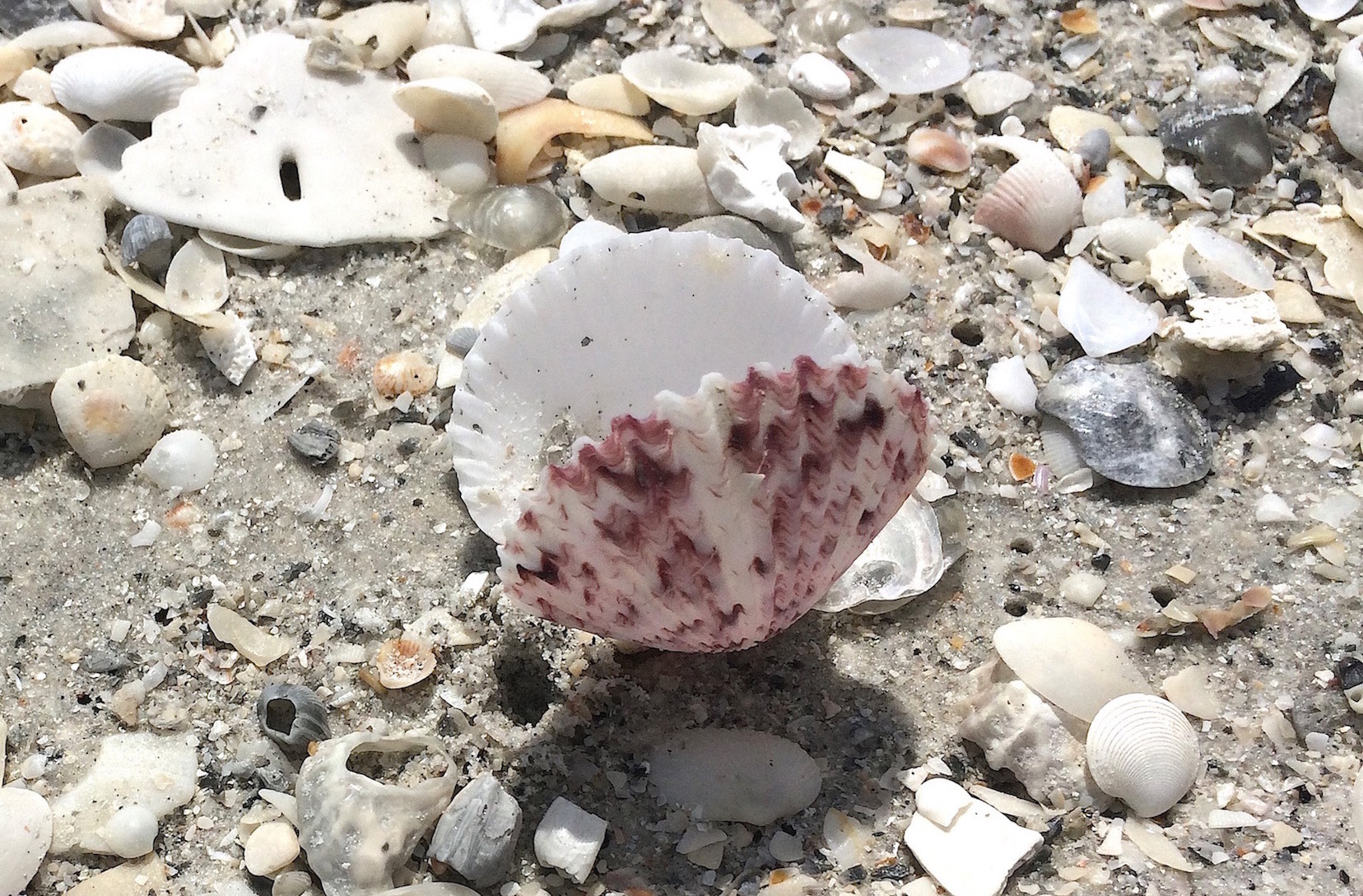 Seashell News, Cayo Costa Shelling, 3-6-15: Calico Scallop.