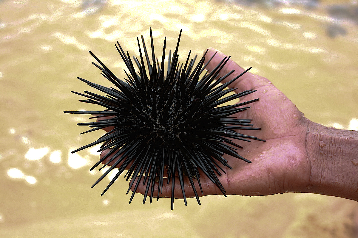 SeaShell News, 3-17-15, Sea Urchin, Ikiriya - Sea Urchin by Buddhima W. Wickramasinghe, Via Creative Commons.