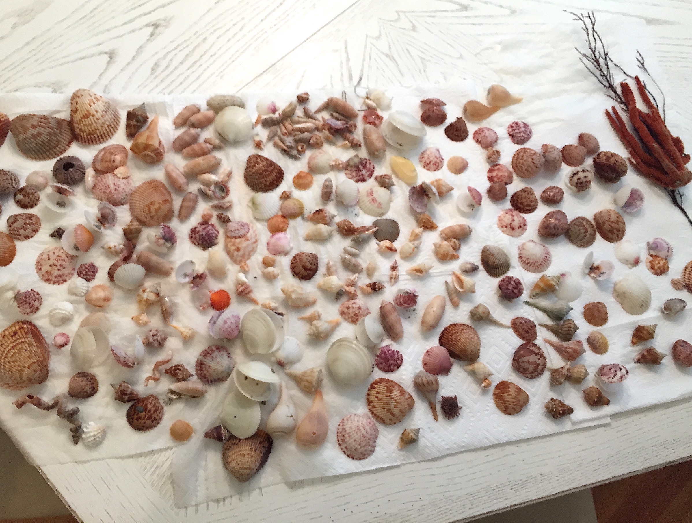 Seashell News, Cayo Costa Shelling, 3-6-15: Seashells Collected!