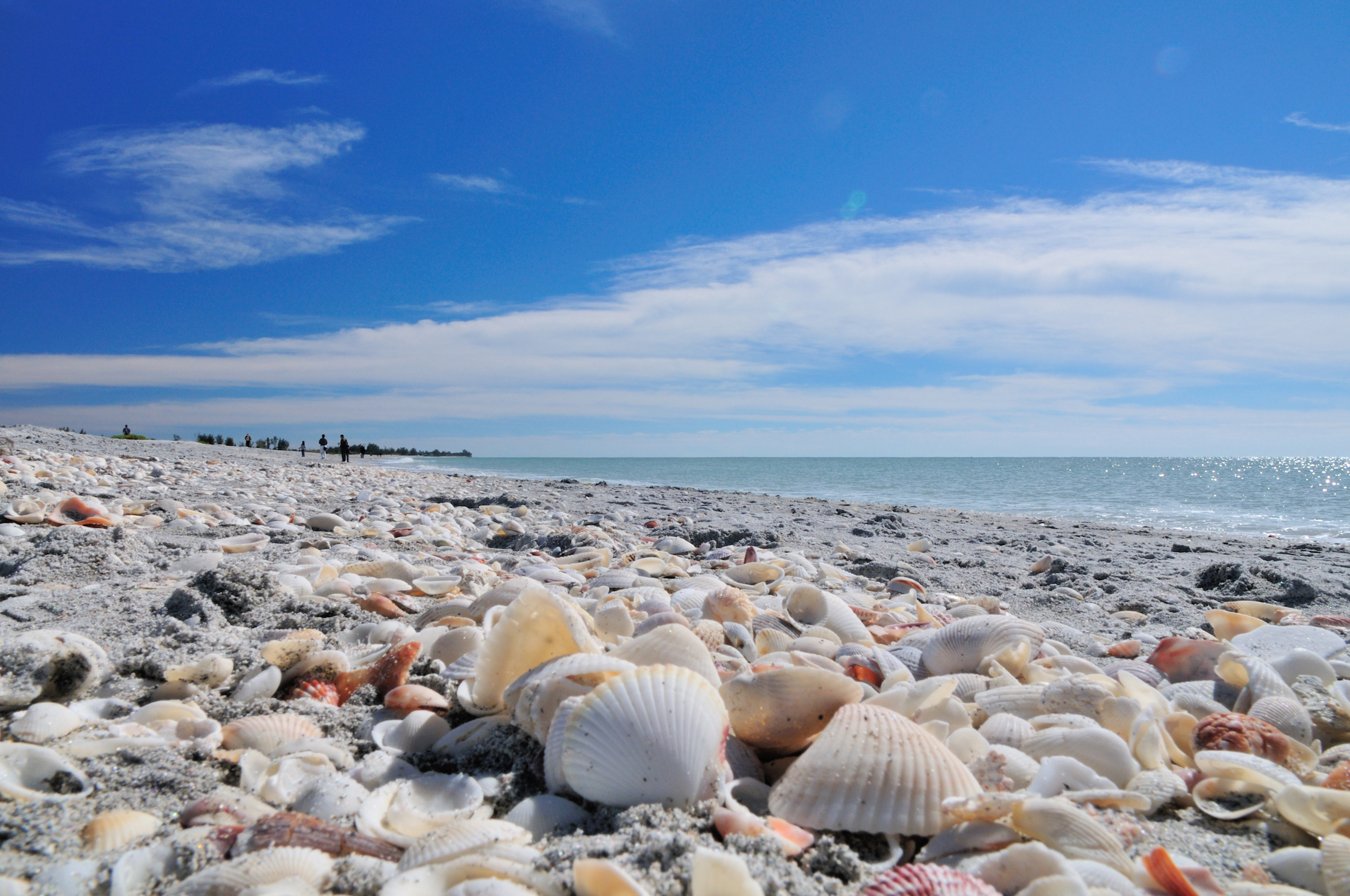 Seashell News, 3-1-15: Tons Of Shells On Bowman's Beach, Sanibel Island, By Gregory Moine, Via Creative Commons.