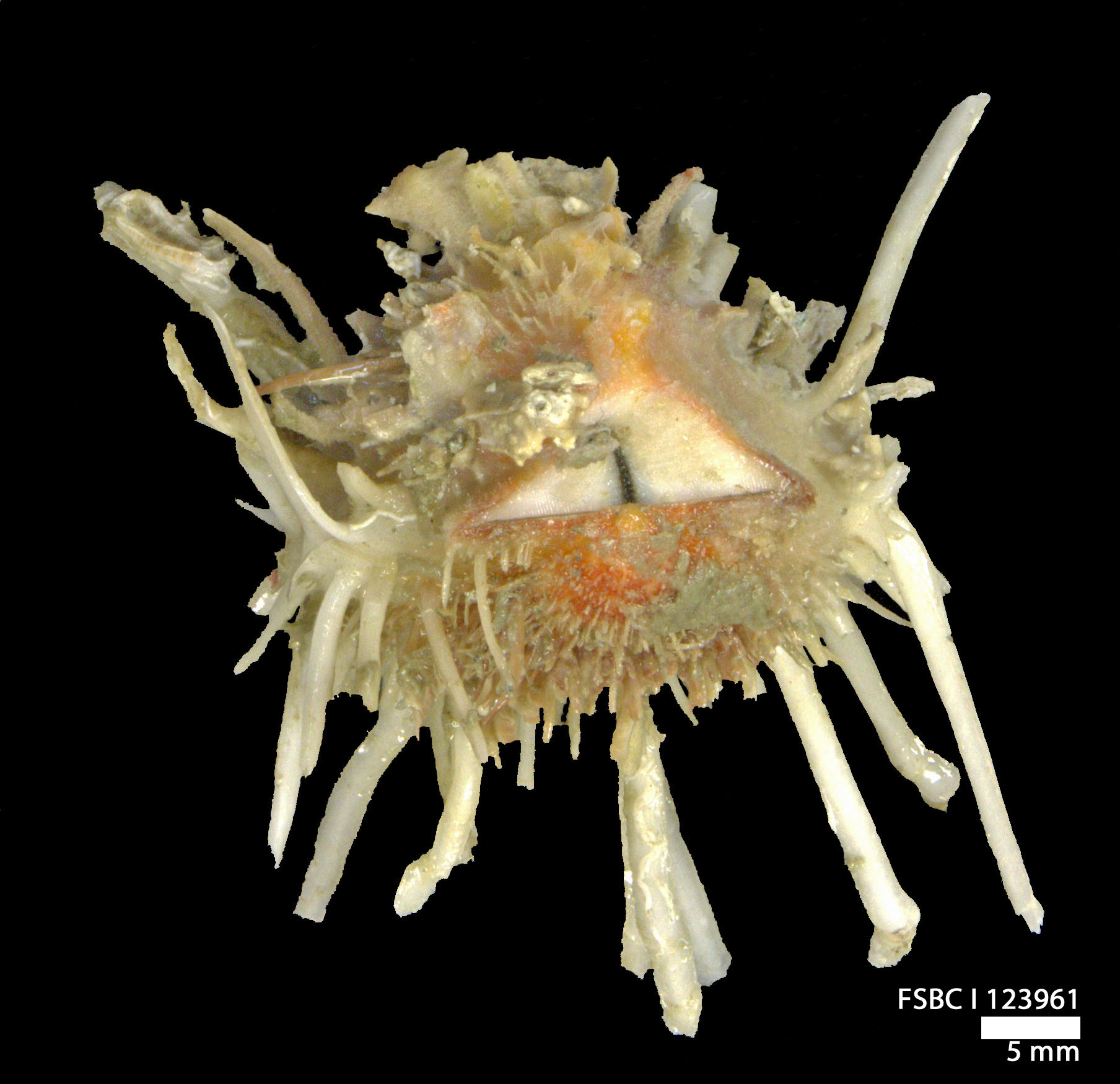 SeaShell News, 4-13-15, Atlantic Thorny Oyster - hinge by FWC Fish and Wildlife Research Institute, Via Creative Commons.