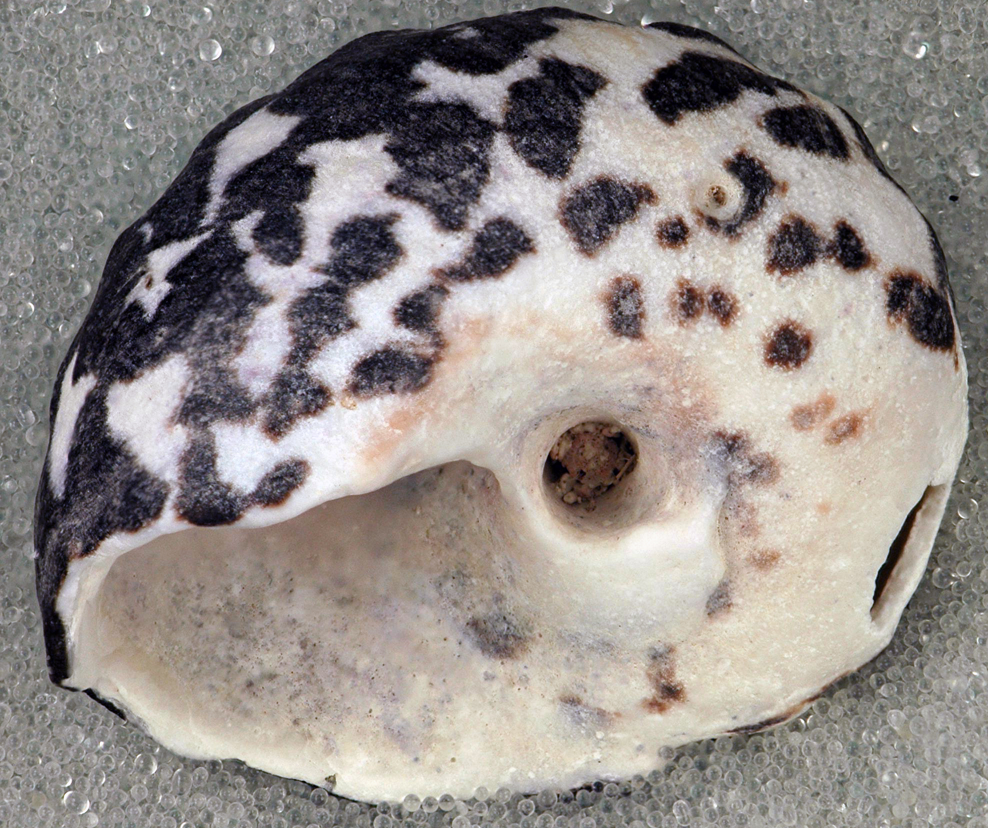 SeaShell News, 4-5-15, Top Shell, Cittarium pica (magpie snail) (San Salvador Island, Bahamas) 4 by James St. John.
